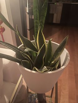 Snake Plant (Sansevieria) with White Planter + Stand