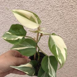 Beautiful Philodendron Rio Sport Plant