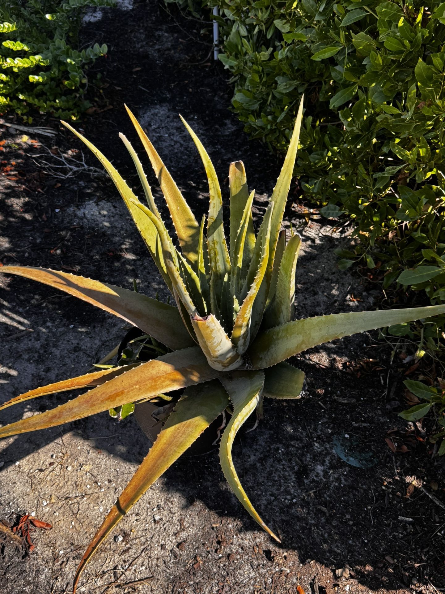 Giant Aloe Plant