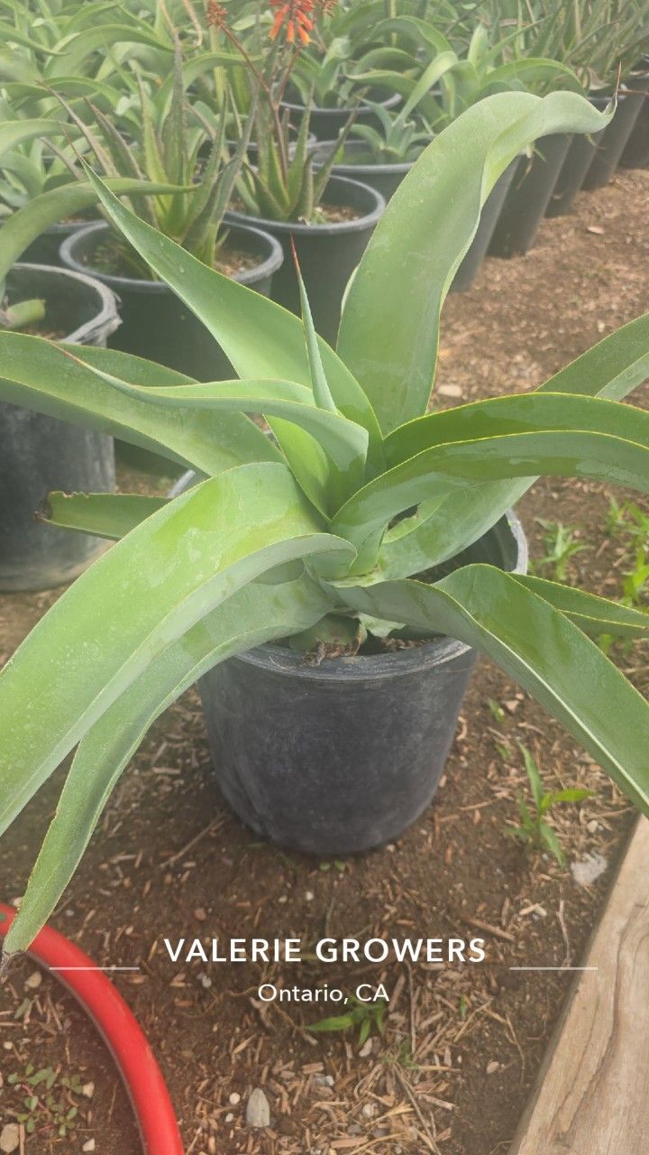 Octopus agave