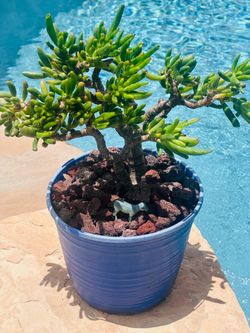 Jade plant