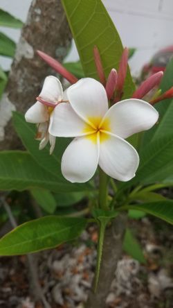 Frangipani Cuttings