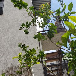 Citrus  Lemon Tree  10 Feet Tall Whit  Fruit  And  Flowers