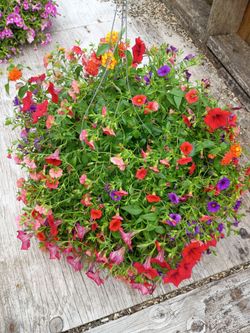 Mixed hanging basket