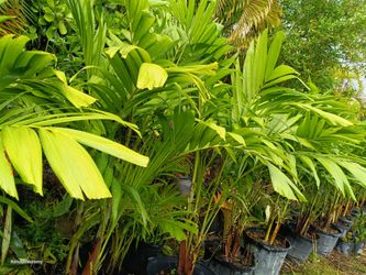 Christmas palm tree 15gl $85π΄