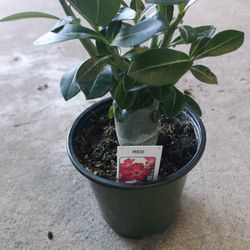 Desert Rose