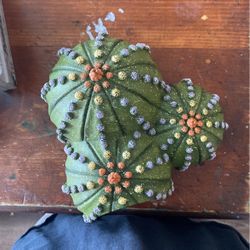 Cactus Item For Pets 