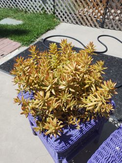 Succulent plant