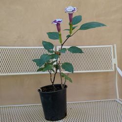 Potted Purple Datura Plant-Blooming (8/22/26)