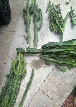Large Cacti Cuttings Lot