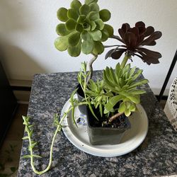 Three Pots  with four different succulent plants