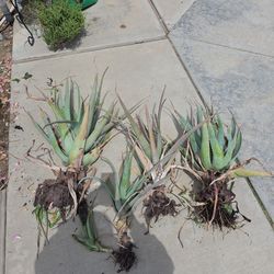 Aloe Plants