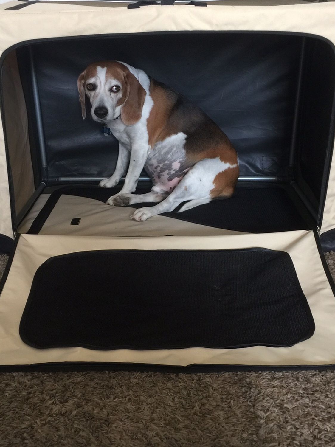 Folding Dog Crate