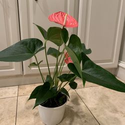Pink Anthurium Plant 