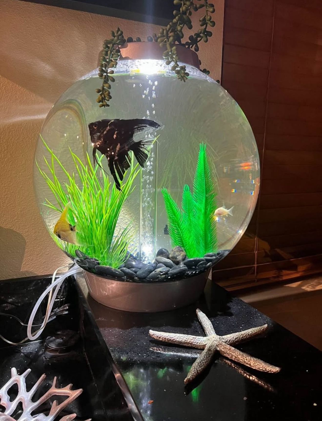 biOrb Classic 30 Acrylic 10-Gallon Aquarium with White LED Lights Modern Tank for Tabletop Display