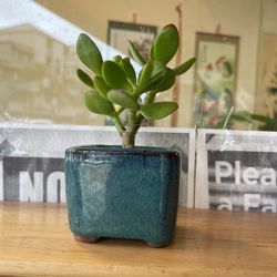 Small Size Of Jade Bonsai  For Indoor 