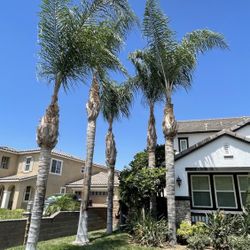 Trim Palm Trees 