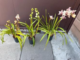 6” cymbidium orchids