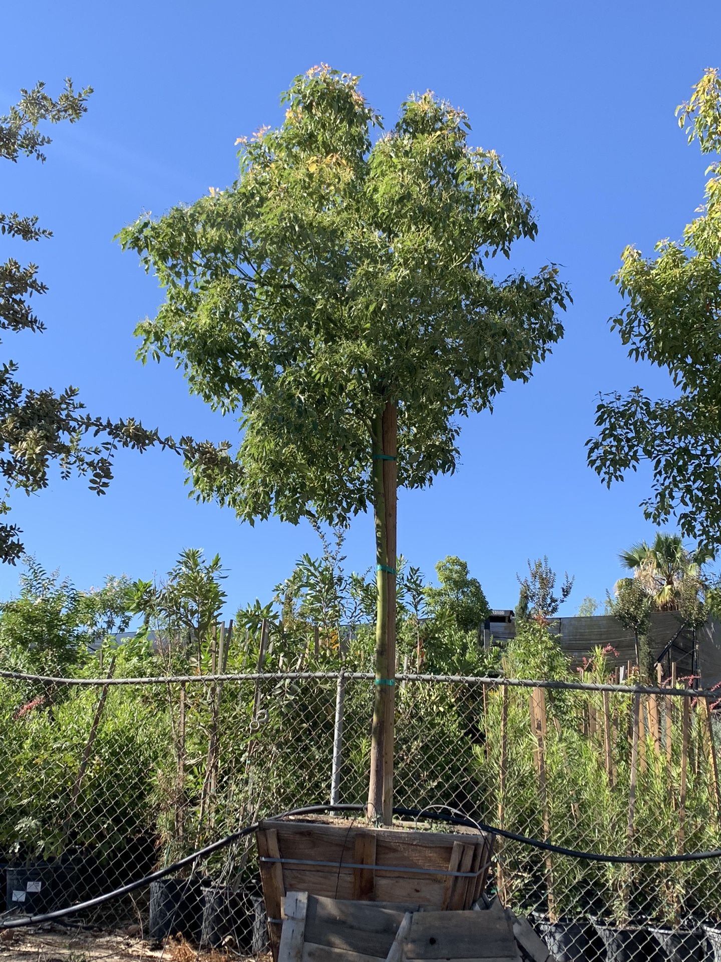 Cinnamomum camphora , camphor tree, camphorwood shade tree 36”box