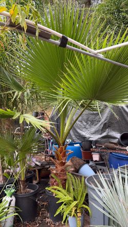Big mexican palm
