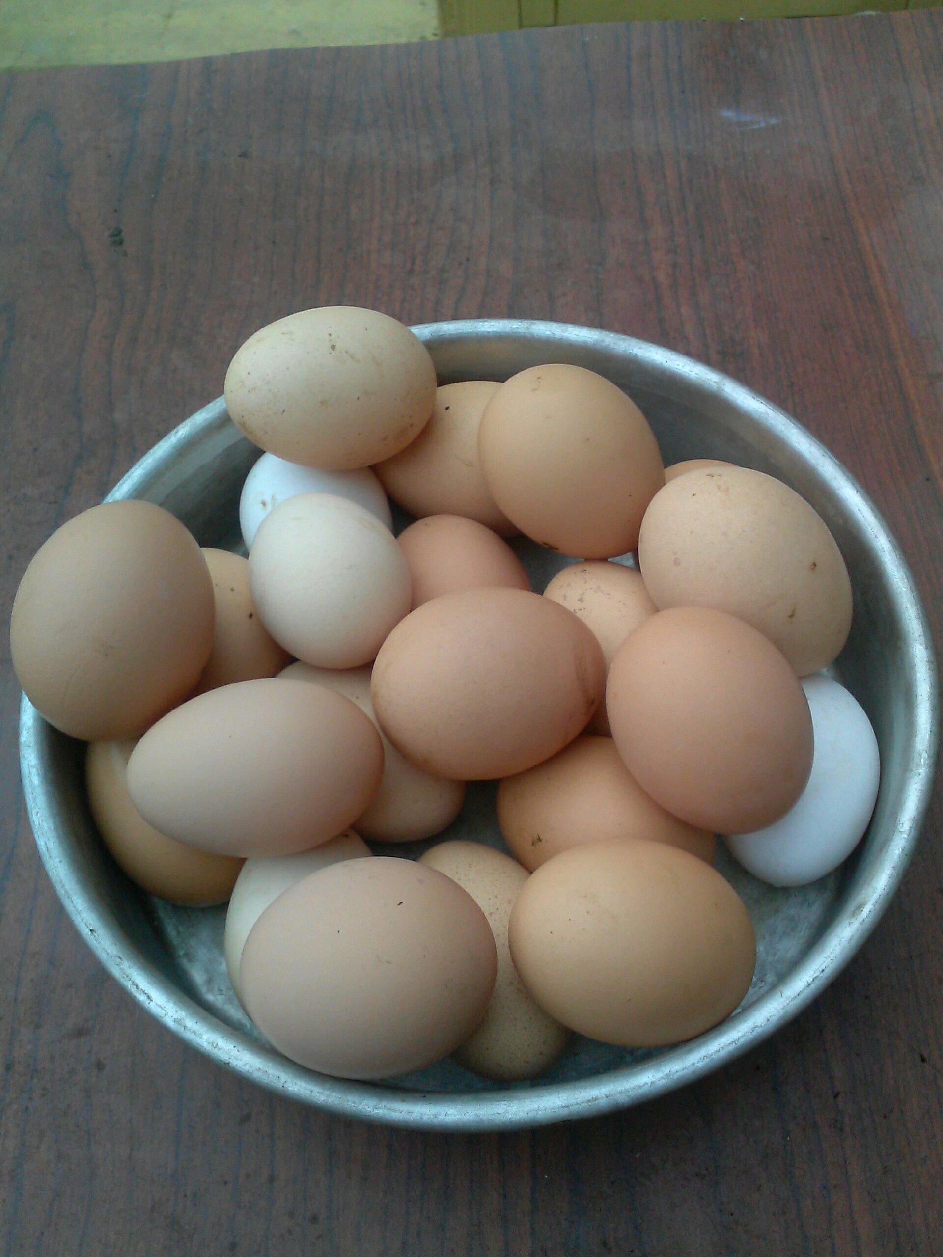 Fresh Daily eggs huebos fresco organicos 3.00 dollars dozens