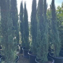 Italian Cypress 25 Gallon Privacy 