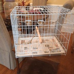 Bird Cage