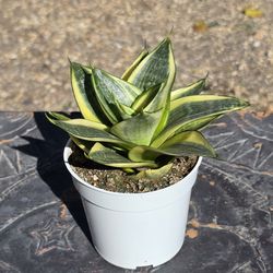 Sansevieria Golden Hahnii snake plant small