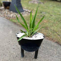 Houseplant 
