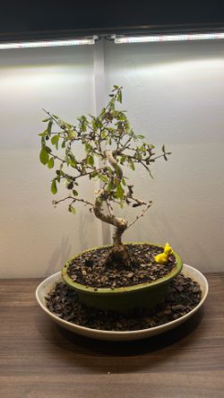 Japanese bonsai tree