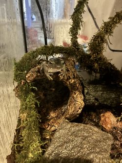 Australian Tree Frog And Tank