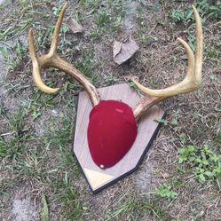 Deer Antlers