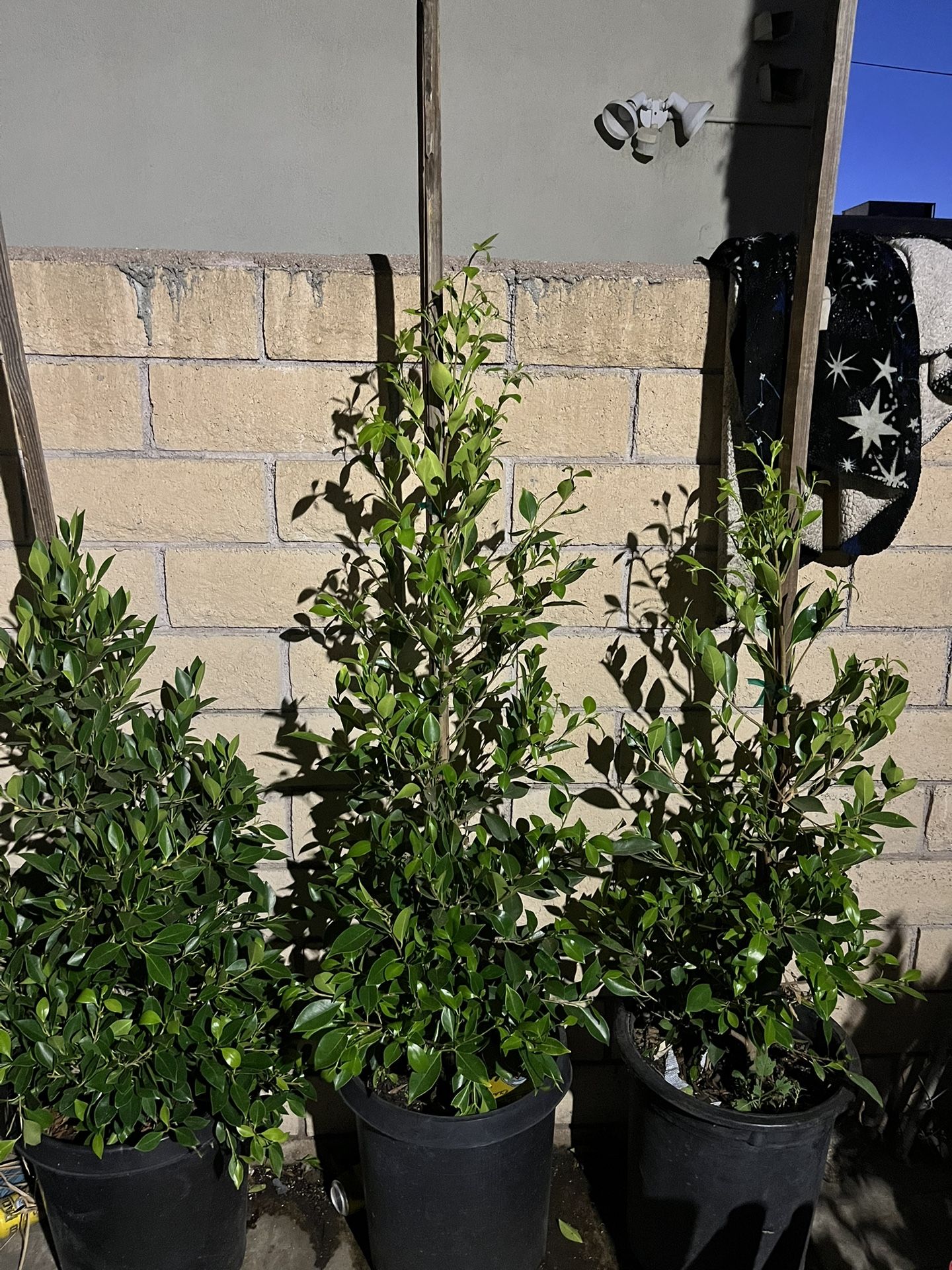 15g Ficus Nitida For Hedge