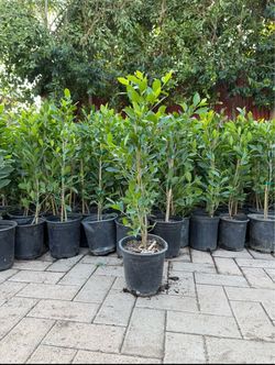 Ficus Nitida Trees For Privacy Hedges - 1 Gallon