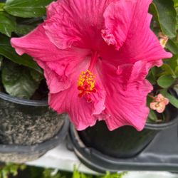 Plant Sale