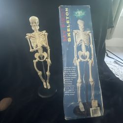 My First Skeleton 16.5” Anatomical Chart Company Model & Stand Tiny Tim