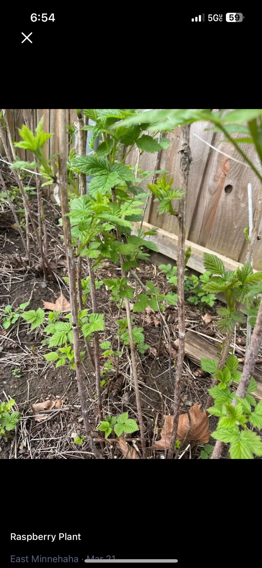 Raspberry plants