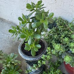 Nice Jade Plant In Antique Looking Pot