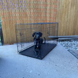 Large Dog Kennel