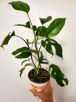 Rhaphidophora Tetrasperma