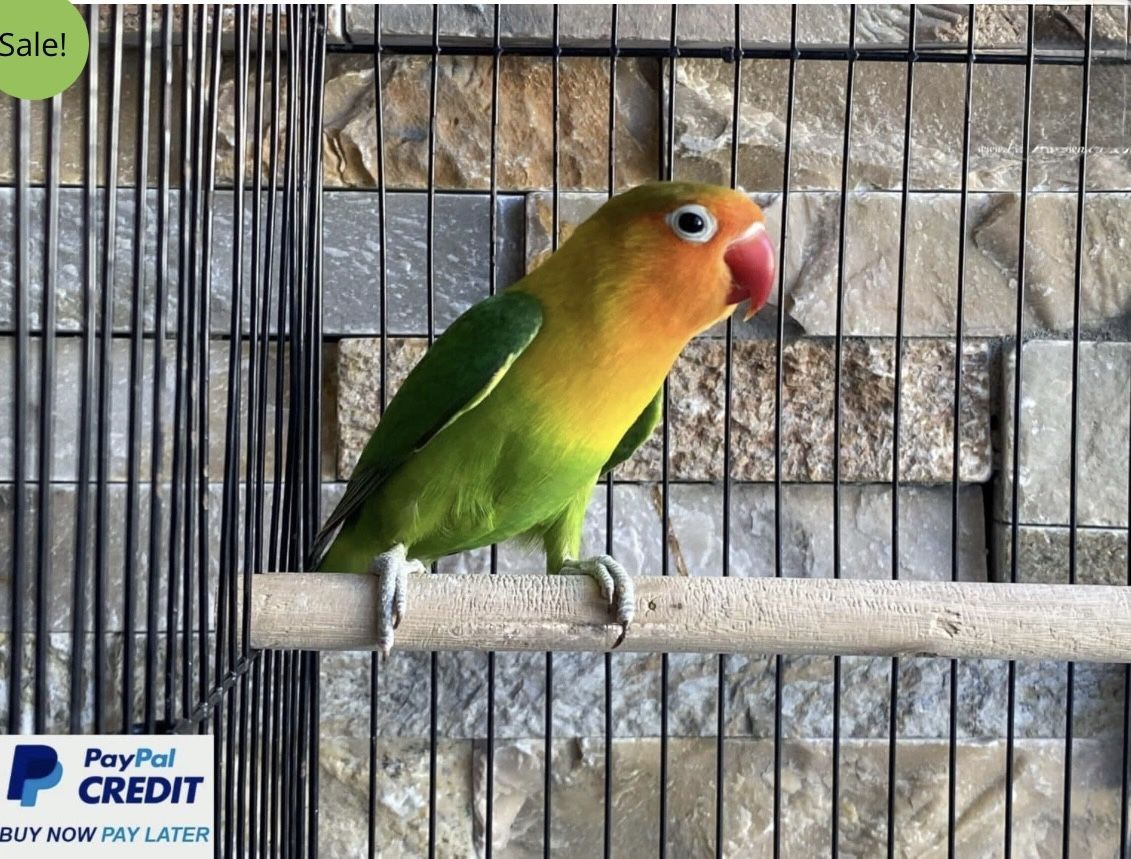 Green Fischer Lovebirds