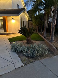 Free sago palm tree