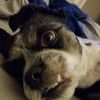 Hugo