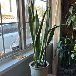 la planta lengua de suegra  hermosa