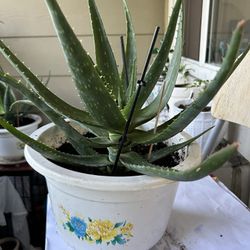 Aloe Vera Plant in Plastic Pot 