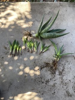 Aloe Vera 