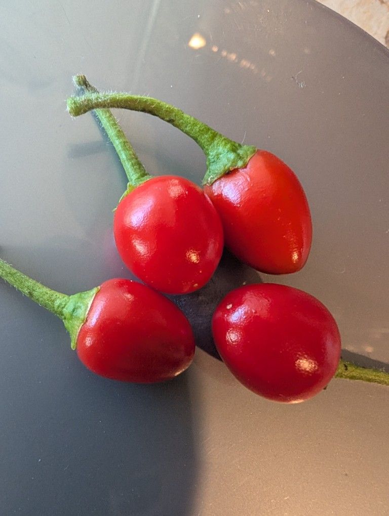 Fresh Chile Wiri Wiri