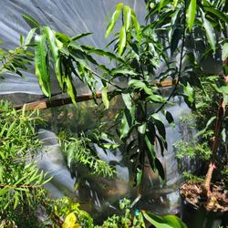 Mango TOMMY [ GRAFTED]   PLANT 