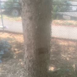 FRESH STUMPS OF NOBLE