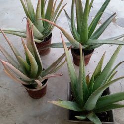 Aloe Vera Plants